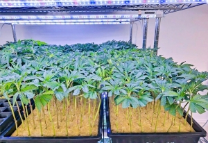 Full Spectrum Clone LED LED Grow Lights for Seedlings